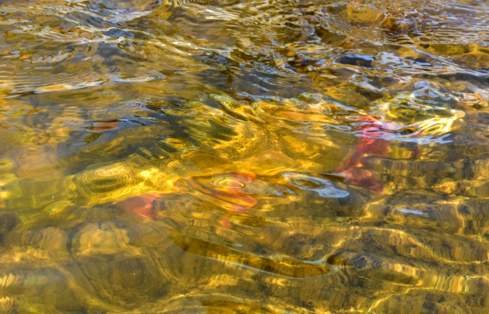 Cutthroat Trout photo