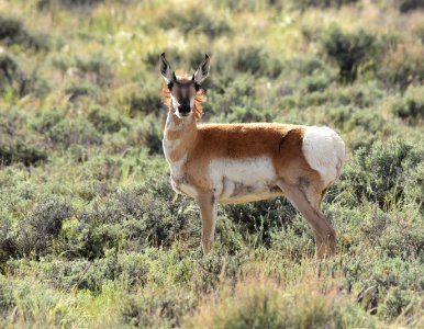 Pronghorn at Seedskadee National Wildlife Refuge