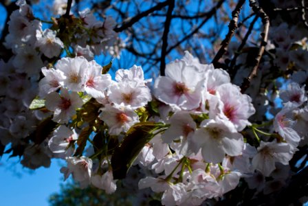 Cherry blossoms, 1 photo
