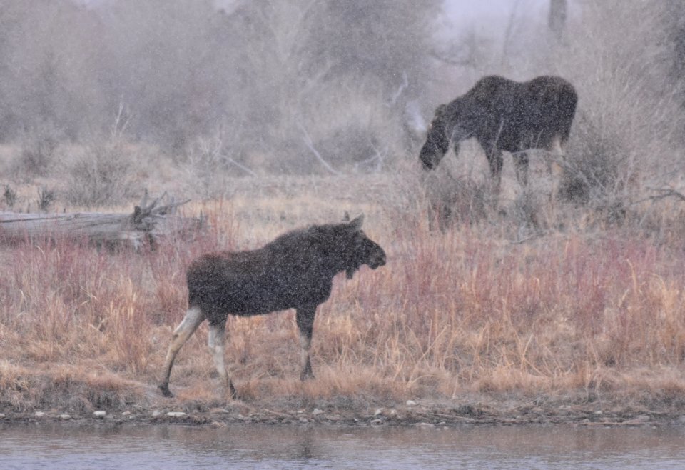 Moose at Seedskadee National Wildlife Refuge