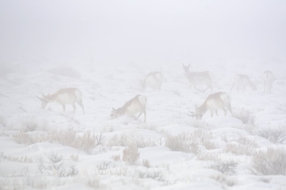 Pronghorn in a winter fog at Seedskadee National Wildlife Refuge