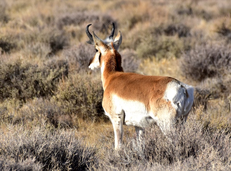 Pronghorn at Seedskadee National Wildlife Refuge