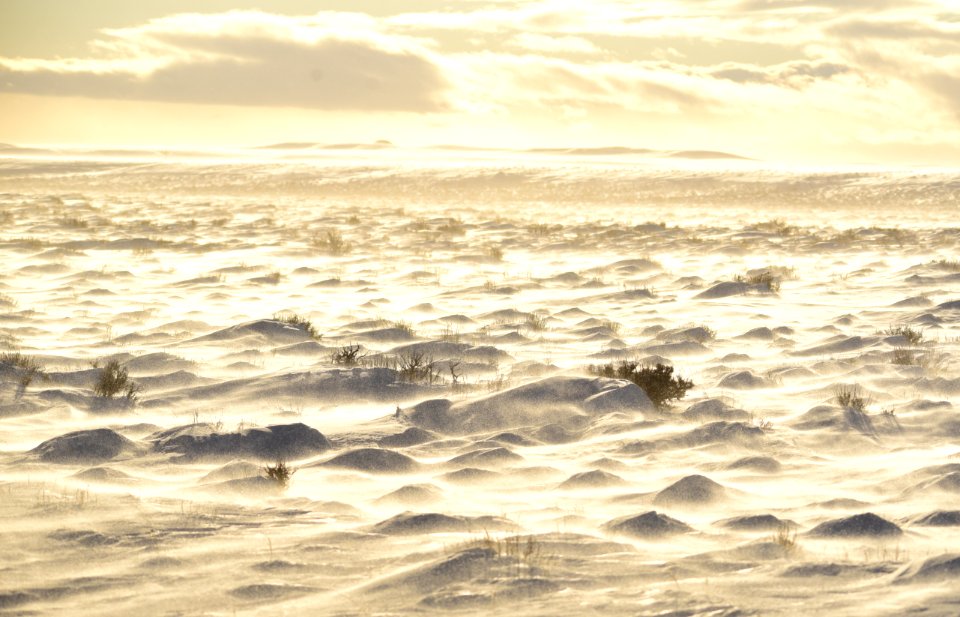 Sage Steppe in winter at Seedskadee National Wildlife Refuge