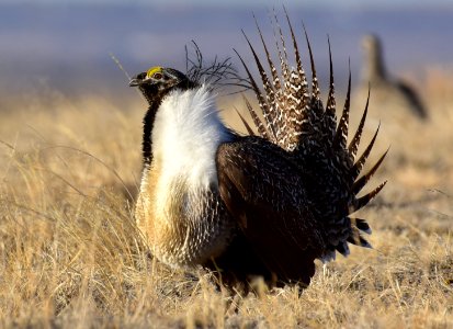 Greater sage-grouse near Seedskadee National Wildlife Refuge