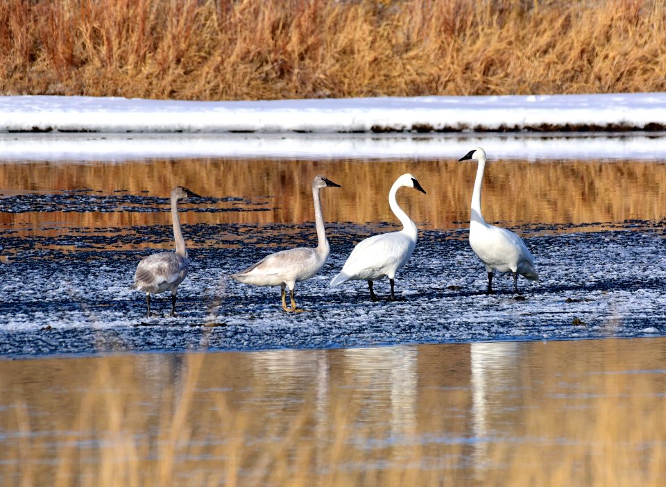 Trumpeter swan family group at Seedskadee National Wildlife Refuge