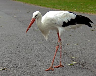 Stork at Knokke photo