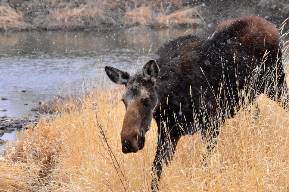 Moose at Seedskadee National Wildlife Refuge