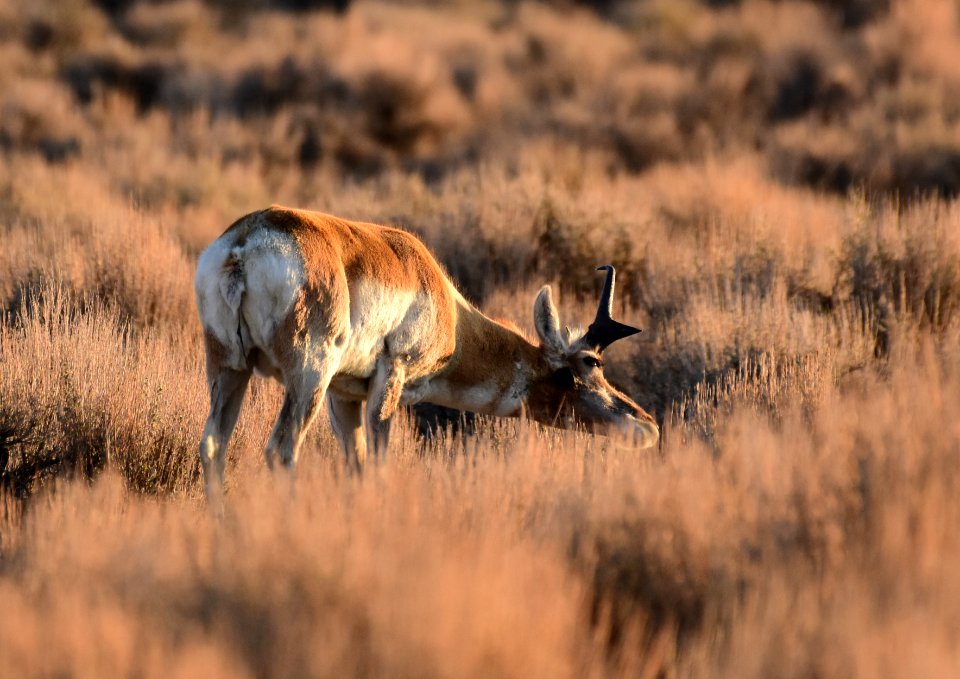 Pronghorn at Seedskadee National Wildlife Refuge