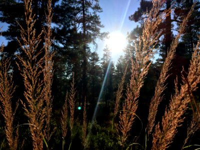 Slanted Light