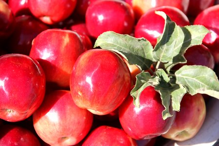 Fruit autumn red apple photo