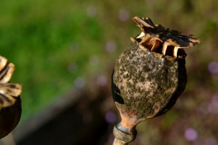 Poppy Seed Head 004