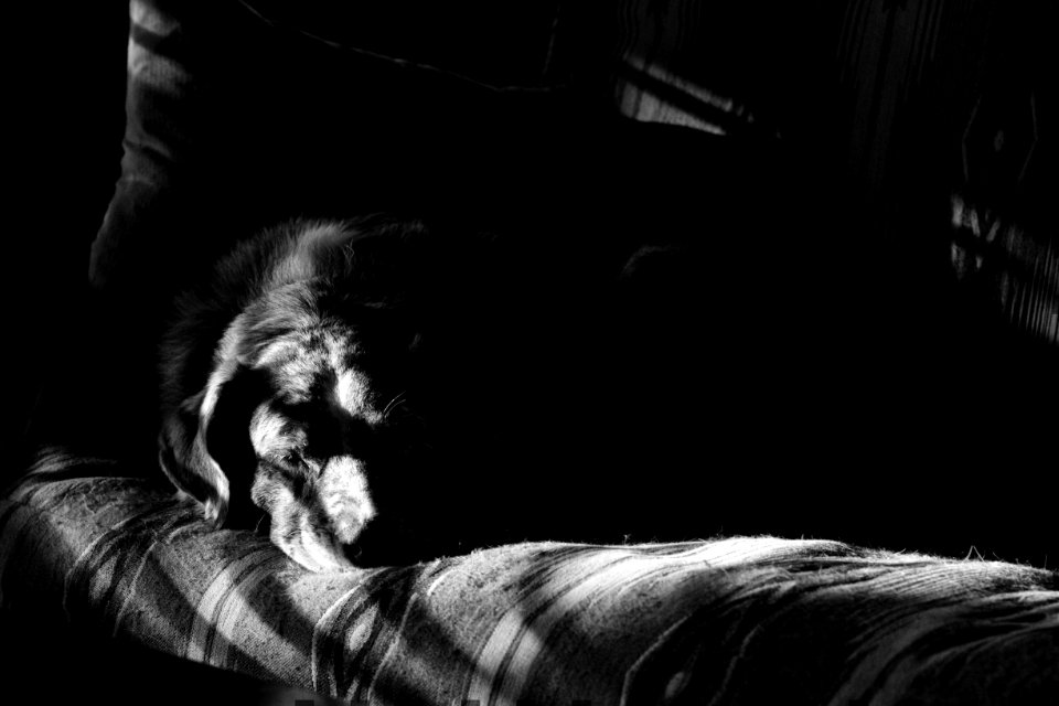 2018/365/22 Shadow Snooze (2: Deep)