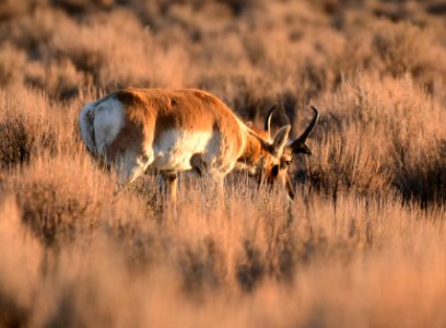 Pronghorn at Seedskadee National Wildlife Refuge