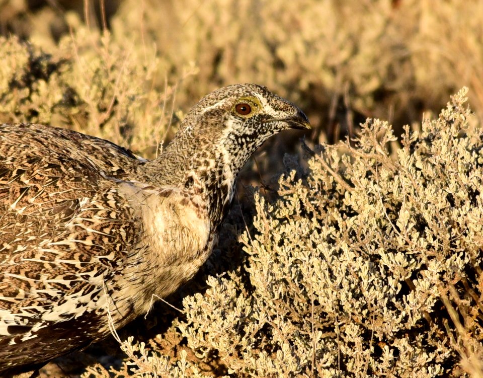 Greater sage-grouse at Seedskadee National Wildlife Refuge