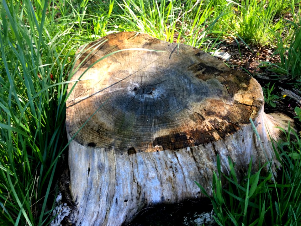 Tri-Stump