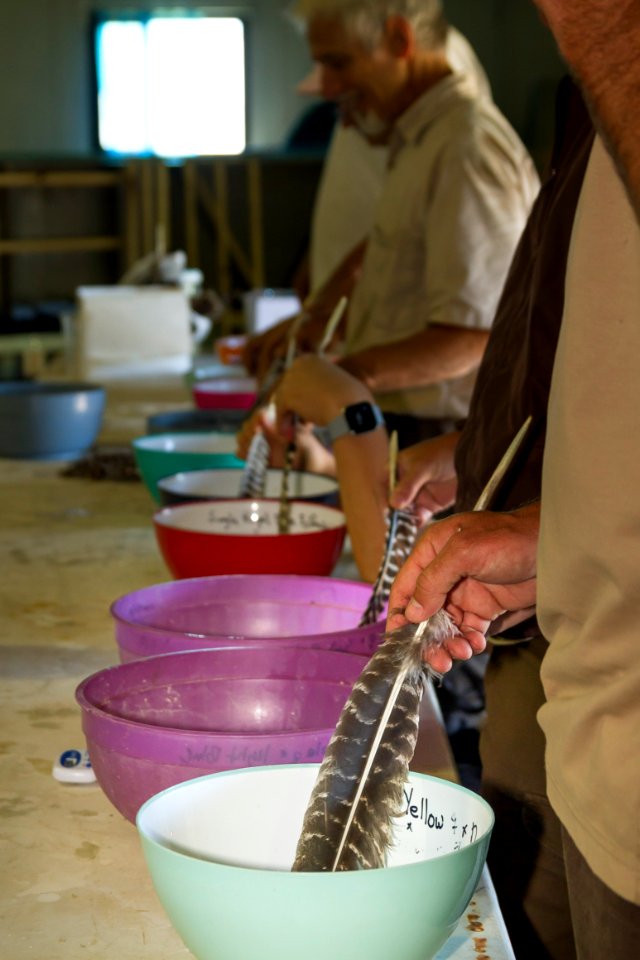 Fertilizing pallid sturgeon eggs