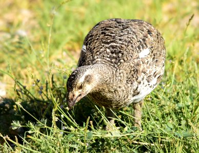 Greater sage-grouse at Seedskadee National Wildlife Refuge