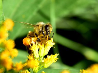 Honey bee along Bear River in Wyoming