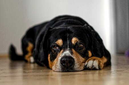 Sleepy lazy drool