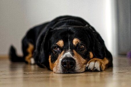 Sleepy lazy drool photo