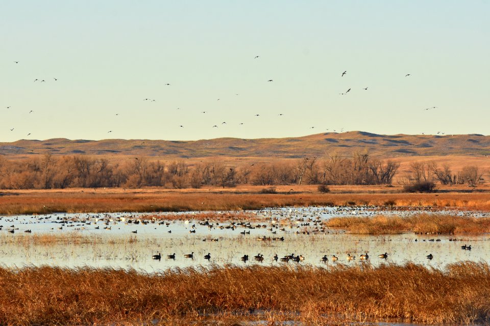 Waterfowl on LaCreek National Wildlife Refuge