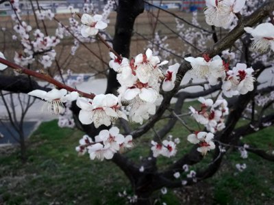 Spring in Korea