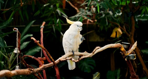 Branch feather perched