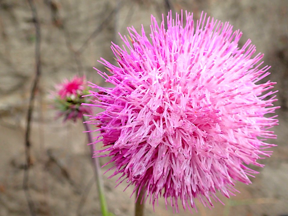 Pink Planet