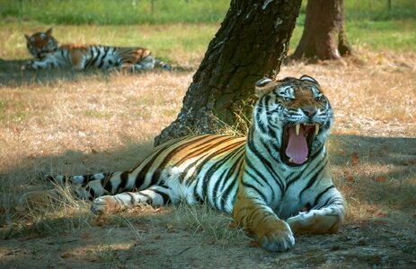 Tiger teeth pause photo