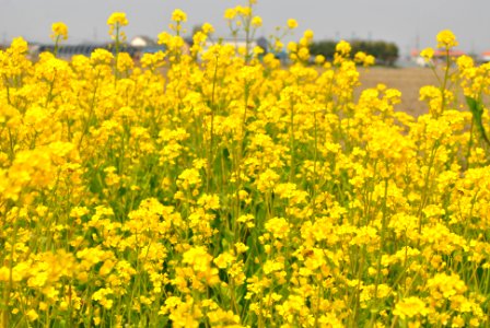 Spring in Korea