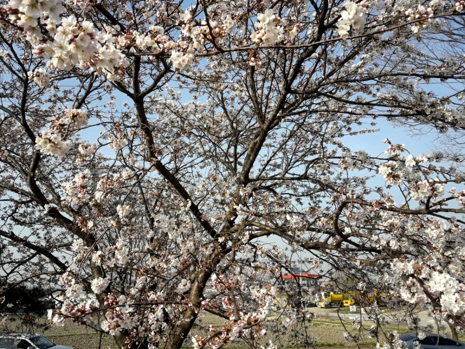 Spring in Korea