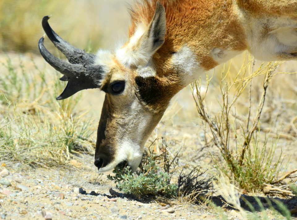 Pronghorn at Seedskadee National Wildlife Refuge