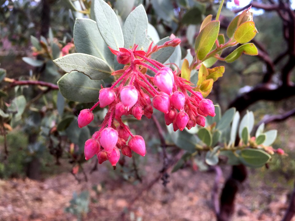 Manzanita Flower Power