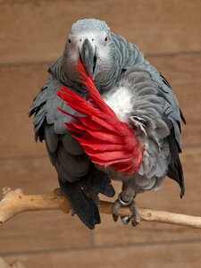Grey parrot congo african grey parrot wildlife photo