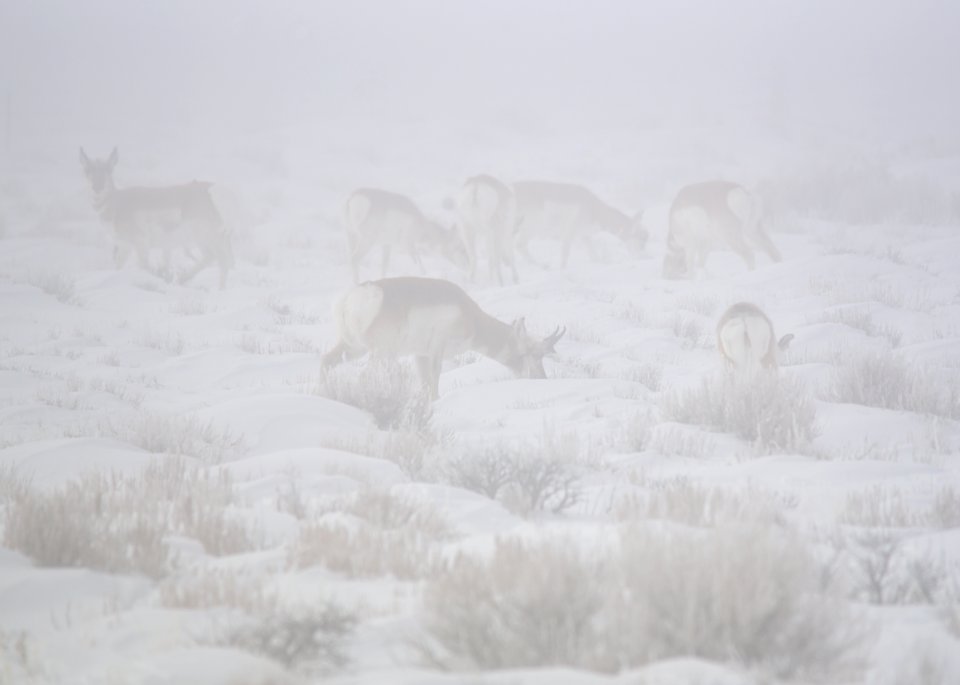 Pronghorn in a winter fog at Seedskadee National Wildlife Refuge