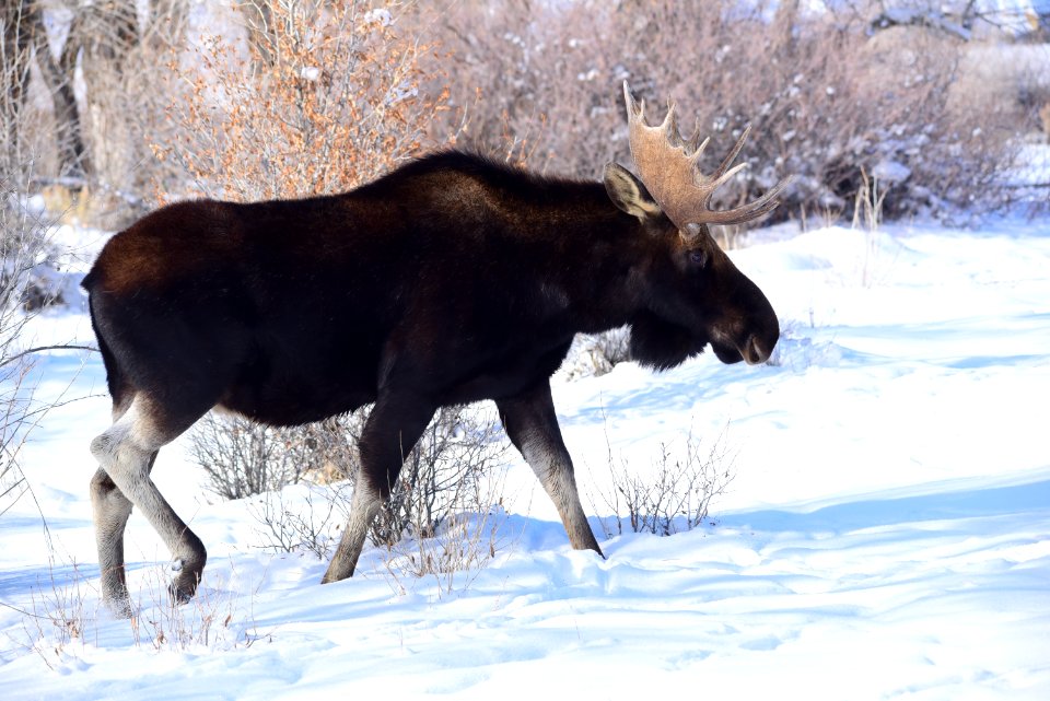 Moose at Seedskadee National Wildlife Refuge