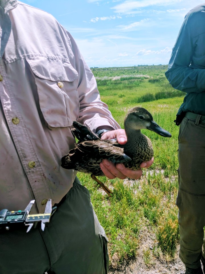Bird in hand