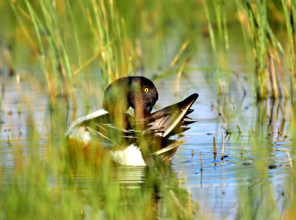 Northern shoveler at Seedskadee National Wildlife Refuge