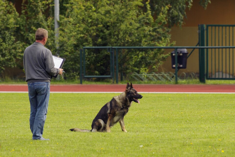 Competition dog german shepherd