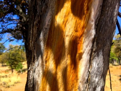 Shimmering Light and Shadow