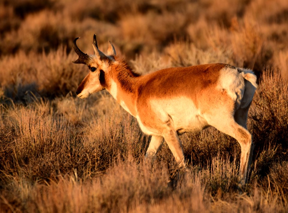 Pronghorn at Seedskadee National Wildlife Refuge