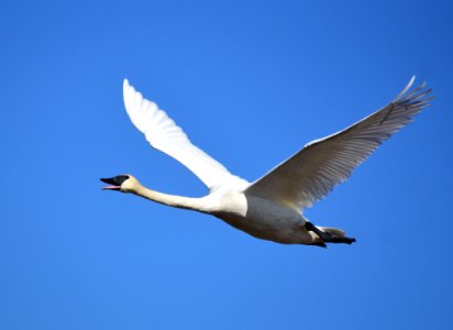 Trumpeter swan at Seedskadee National Wildlife Refuge