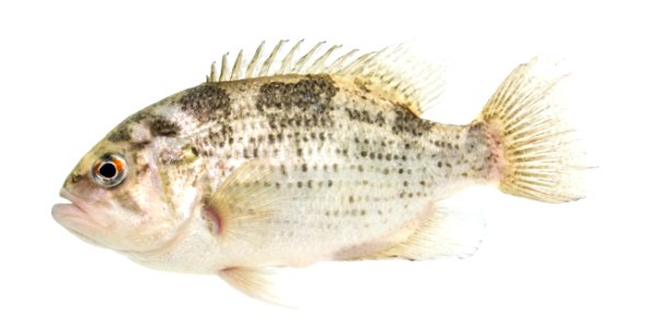 Rock Bass (Ambloplites rupestris)