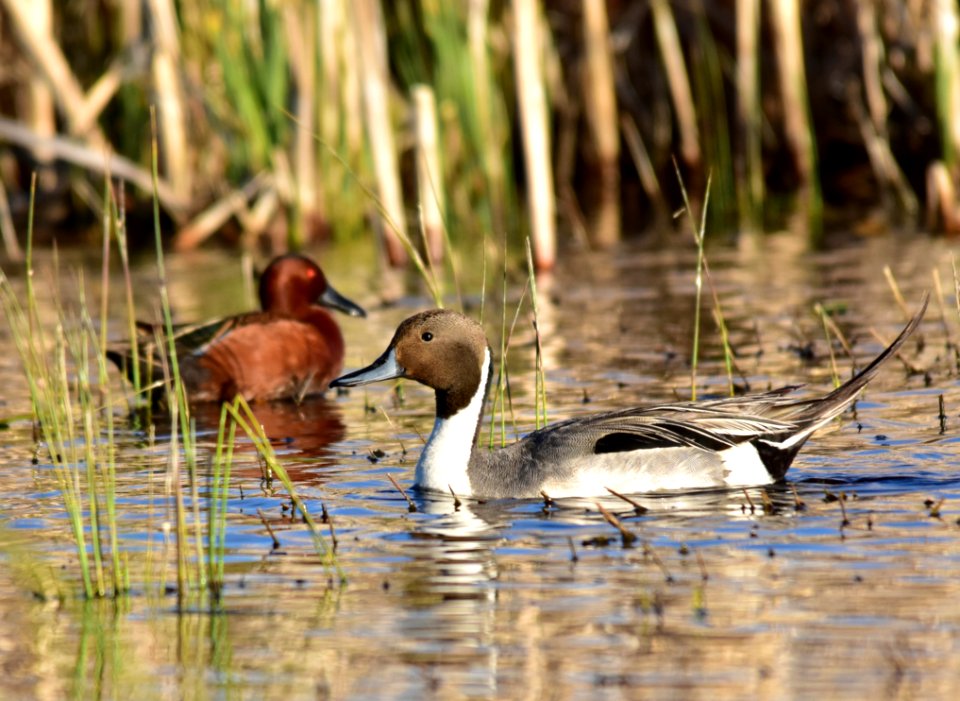 Northern pintail at Seedskadee National Wildlife Refuge