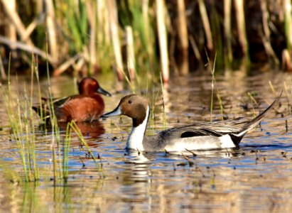 Northern pintail at Seedskadee National Wildlife Refuge
