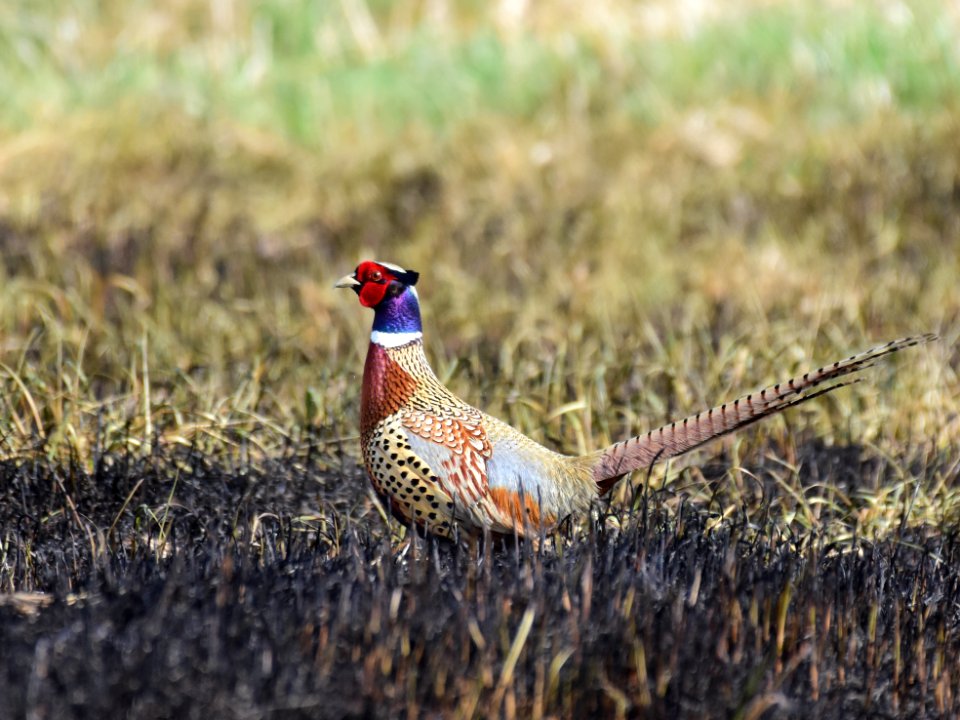 Ring-necked pheasant at LaCreek National Wildlife Refuge