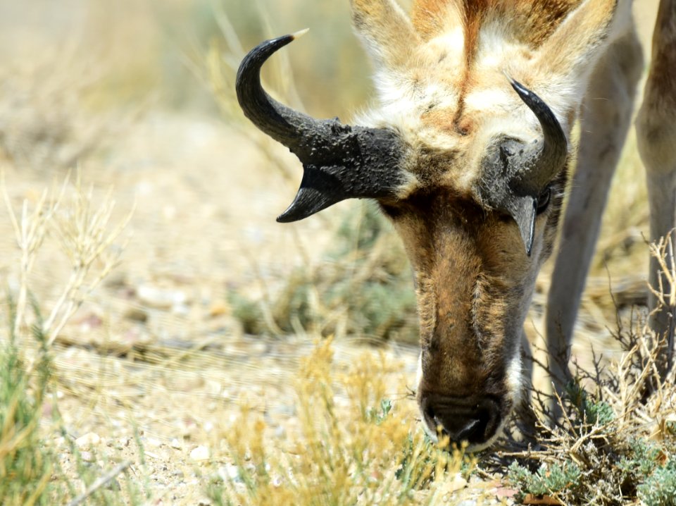 Pronghorn at Seedskadee National Wildlife Refuge