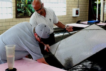 Larval walleye transfer photo