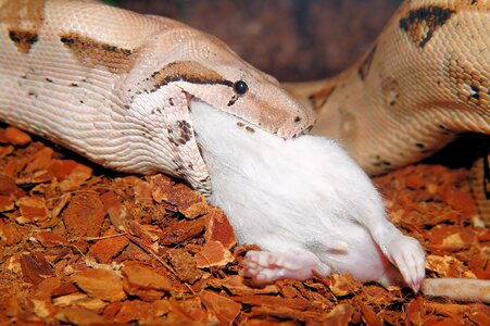 Victims food reptile