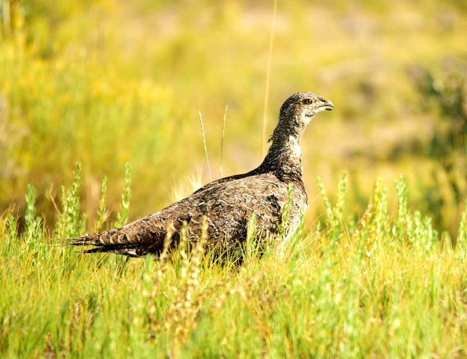 Greater sage-grouse at Seedskadee National Wildlife Refuge